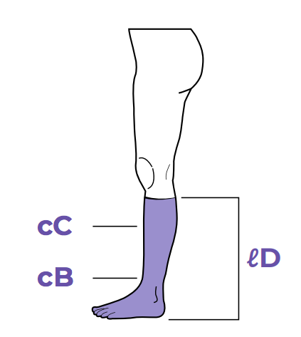 Measure the circumference of your leg at the marked points Sigvaris Measurement Guide